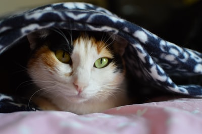 白天躲在毯子上的白色花布猫